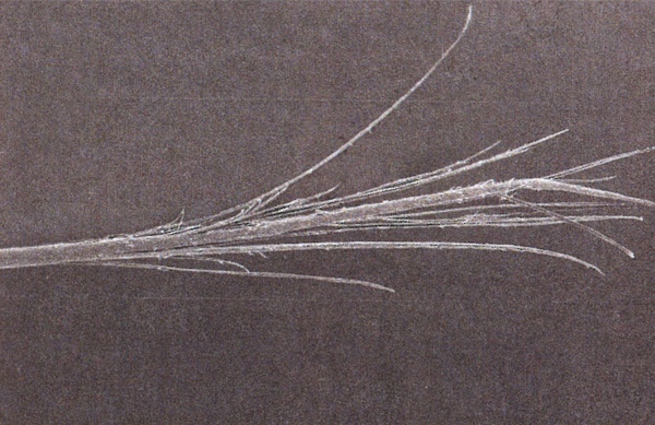 Close up of Nour filament demonstrating flagging